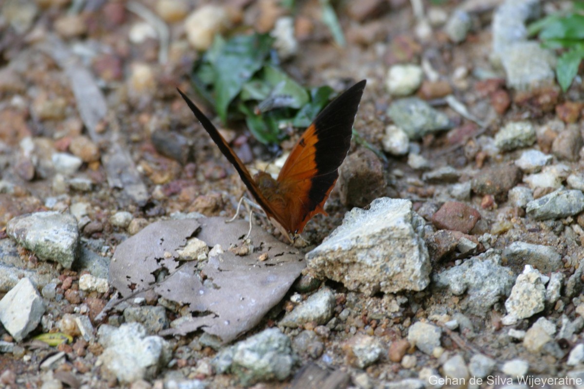 Charaxes psaphon Westwood, 1848